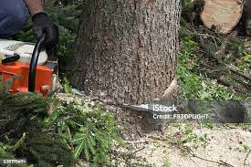 Seasonal Cleanup (Spring/Fall) in Madisonville, LA