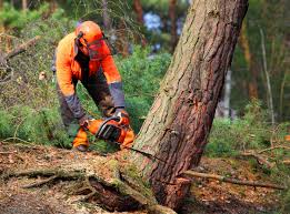 Best Seasonal Cleanup (Spring/Fall)  in Madisonville, LA