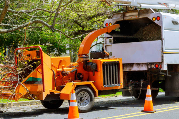 How Our Tree Care Process Works  in  Madisonville, LA